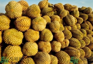 榴蓮能放冰箱嗎？榴蓮放在冰箱能保存幾天？