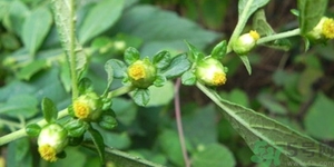 鹿活草真的有嗎？鹿活草貴嗎鹿活草哪里有？