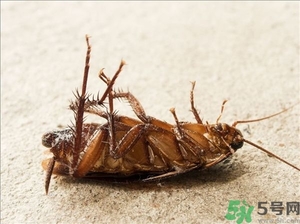 家里有蟑螂怎么辦能除根嗎？家里有蟑螂怎樣能徹底消滅？