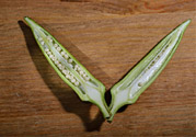 秋葵是轉(zhuǎn)基因食品嗎？秋葵是壯陽(yáng)的嗎?