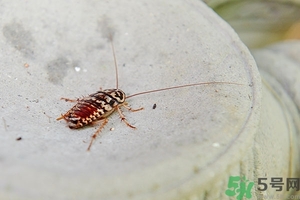 家里有蟑螂怎么辦能除根嗎？家里有蟑螂怎樣能徹底消滅？