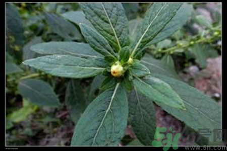 鹿活草多少錢？鹿活草有什么用？