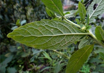鹿活草哪里有賣(mài)?鹿活草貴么