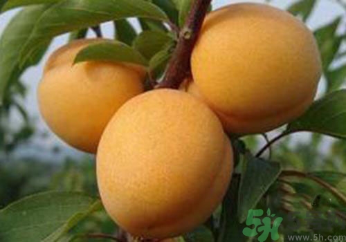 杏子上有黑點(diǎn)是怎么回事？杏子上有斑點(diǎn)可以吃嗎？