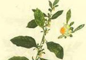 鹿活草多少錢？鹿活草有什么用？