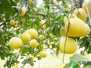 柚子的瓤是紅色正常嗎？柚子里面是紅色的能吃嗎？