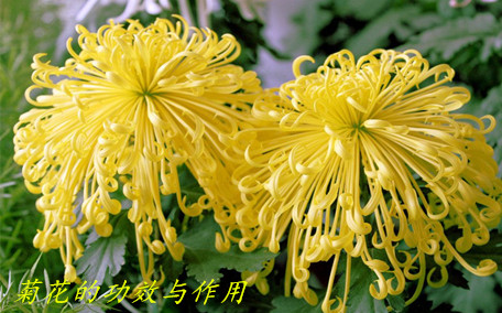 菊花茶喝起來為什么是苦的 菊花茶喝起來什么味道