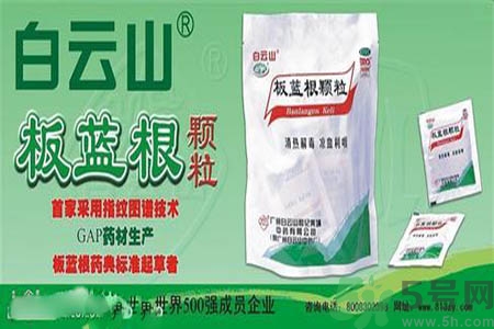 感冒了吃板藍(lán)根有效嗎？感冒了吃板藍(lán)根有用嗎？