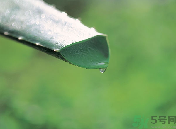 蘆薈怎么吃最好？蘆薈吃多了會怎樣？