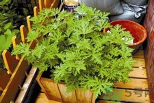 驅(qū)蚊草可以驅(qū)蚊嗎？驅(qū)蚊草有用嗎？