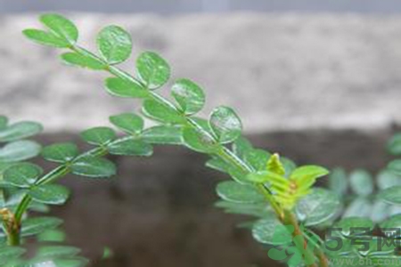 驅(qū)蚊草可以驅(qū)蚊嗎？驅(qū)蚊草有用嗎？