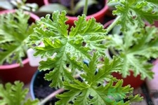 驅(qū)蚊草孕婦可以聞嗎？驅(qū)蚊草對孕婦有害嗎？