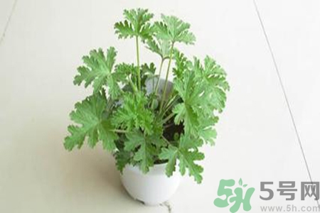 驅(qū)蚊草孕婦可以聞嗎？驅(qū)蚊草對(duì)孕婦有害嗎？