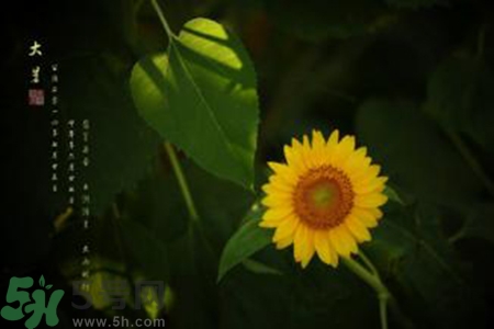 大暑吃什么水果？大暑吃什么水果養(yǎng)生？