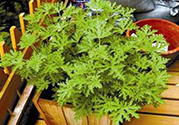 驅(qū)蚊草孕婦可以聞嗎？驅(qū)蚊草對(duì)孕婦有害嗎？