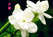 大暑是入伏嗎？大暑是最熱的時(shí)候嗎？