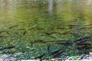 洪水里的魚(yú)能吃嗎？洪水里的魚(yú)可不可以吃？