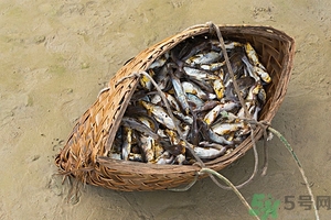 洪水里的魚(yú)能吃嗎？洪水里的魚(yú)可不可以吃？