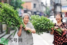 夏天可以用艾草驅(qū)蚊嗎？夏天可不可以用艾草驅(qū)蚊？