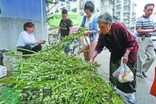 夏天可以用艾草驅(qū)蚊嗎？夏天可不可以用艾草驅(qū)蚊？