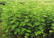 夏天可以用艾草驅(qū)蚊嗎？夏天可不可以用艾草驅(qū)蚊？