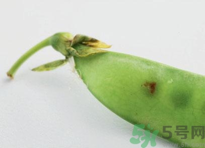 煮豌豆怎么做好吃？煮豌豆的做法