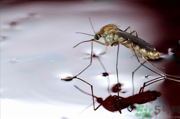 蚊子叮的癢怎么辦？蚊子叮的大包怎么辦？