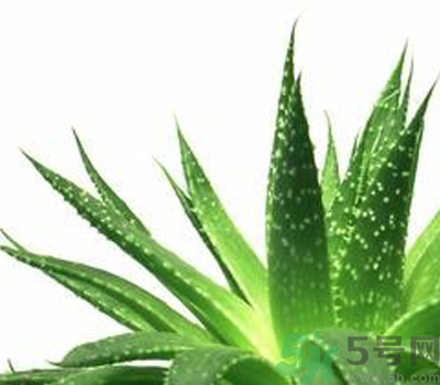 蘆薈膠會堵塞毛孔嗎？蘆薈膠應該怎么用？