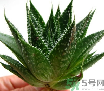 蘆薈膠會堵塞毛孔嗎？蘆薈膠應(yīng)該怎么用？