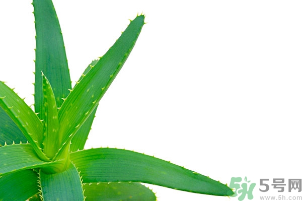 蘆薈能去斑嗎？蘆薈膠會使皮膚變黑嗎？
