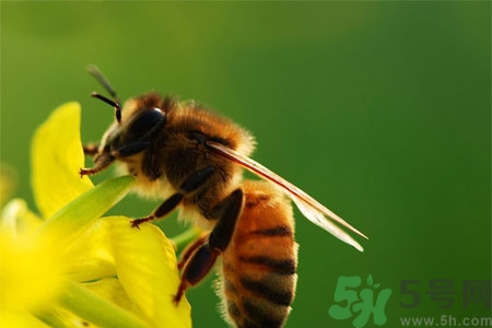 被蜜蜂蟄了怎么辦？被蜜蜂蟄了如何處理？