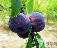 孕婦可以吃黑布林嗎？孕婦吃黑布林的好處？