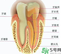 牙齒根管治療多少錢？根管治療一顆要多少錢？
