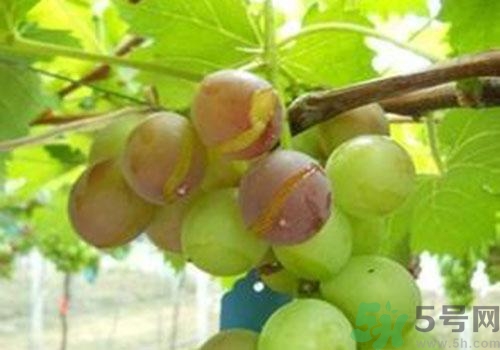 葡萄是幾月份的水果？葡萄什么時(shí)候上市？