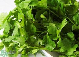 香菜怎么保存不會(huì)爛?香菜怎么保存能放長久?