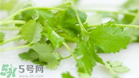 香菜怎么保存不會(huì)爛?香菜怎么保存能放長久?