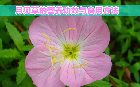 月見草膠囊感冒能吃嗎？感冒能吃月見草膠囊嗎？