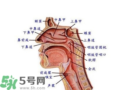 慢性咽炎的發(fā)病因素？慢性咽炎的并發(fā)癥有哪些？
