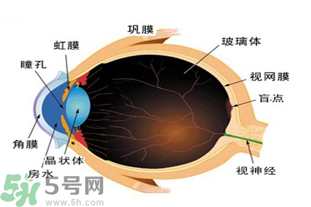 近視眼的護(hù)理措施？近視眼的飲食護(hù)理？