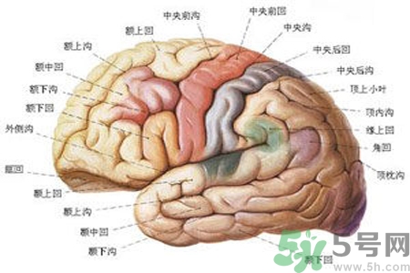 腦出血的治療方法是什么？腦出血可以用哪些藥物治療？