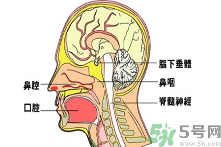 鼻咽癌的治療方法是什么？鼻咽癌可以用什么藥物治療？