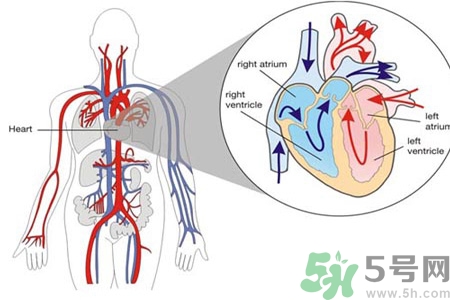先天性心臟病發(fā)病原因是什么？