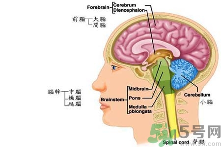 帕金森的易發(fā)人群有哪些？如何預(yù)防帕金森？