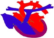 心臟病的癥狀是什么？心臟病的種類有哪些？