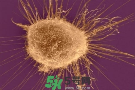 不宜過多食用辣椒的人群有哪些？夏天吃辣椒的好處有哪些？
