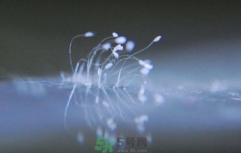 優(yōu)曇花是什么花？優(yōu)曇花現(xiàn)實中有嗎？