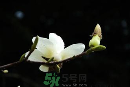 優(yōu)曇花是什么花？優(yōu)曇花現(xiàn)實中有嗎？