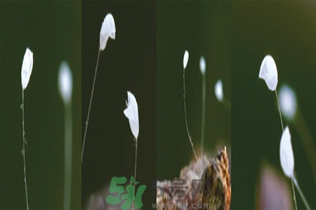 優(yōu)曇花是什么花？優(yōu)曇花現(xiàn)實中有嗎？
