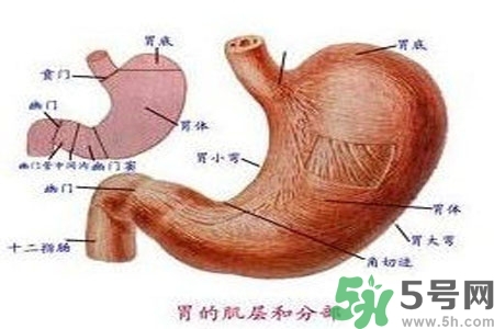 哪些食物幫你在酒后保養(yǎng)胃部？養(yǎng)胃護(hù)胃的誤區(qū)是什么？