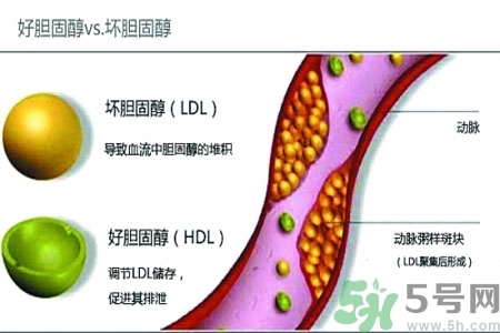 人體中的膽固醇分好壞嗎？如何區(qū)分膽固醇的好壞？